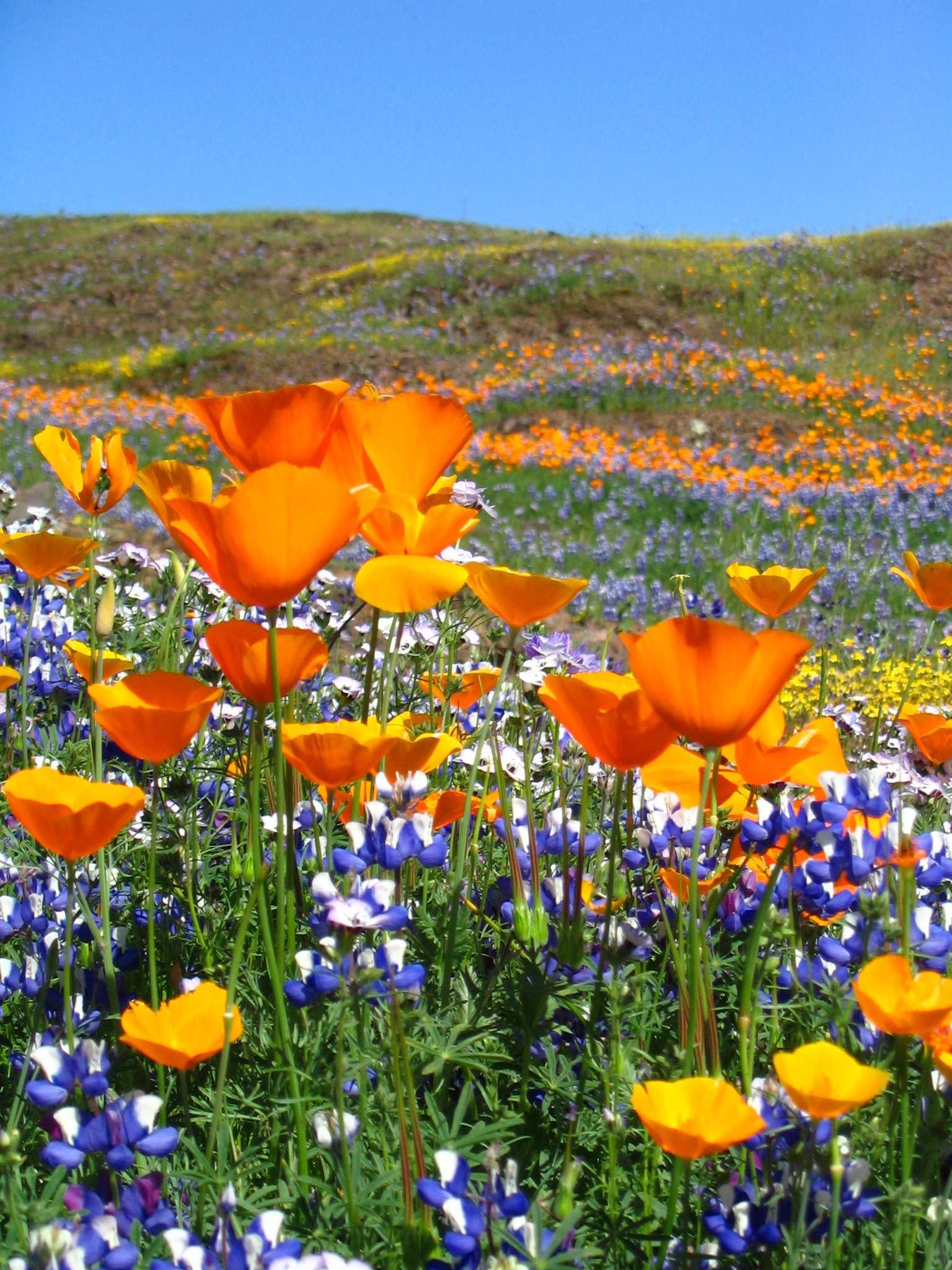 Dense orange California poppies in bloom at North Table Mountain